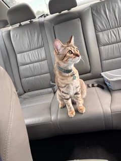 Original photo of Fish, a sandy brown tabby sitting on a car seat