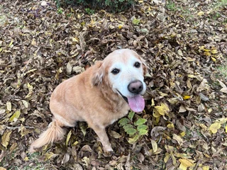 Original photo of Leo, a golden retriever with a pale face, sitting outdoors
